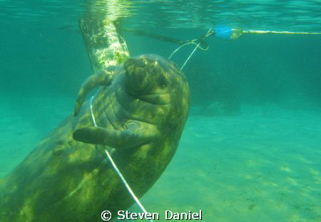 Manatee at Crystal River-Three Sister Springs rubbing his... by Steven Daniel 
