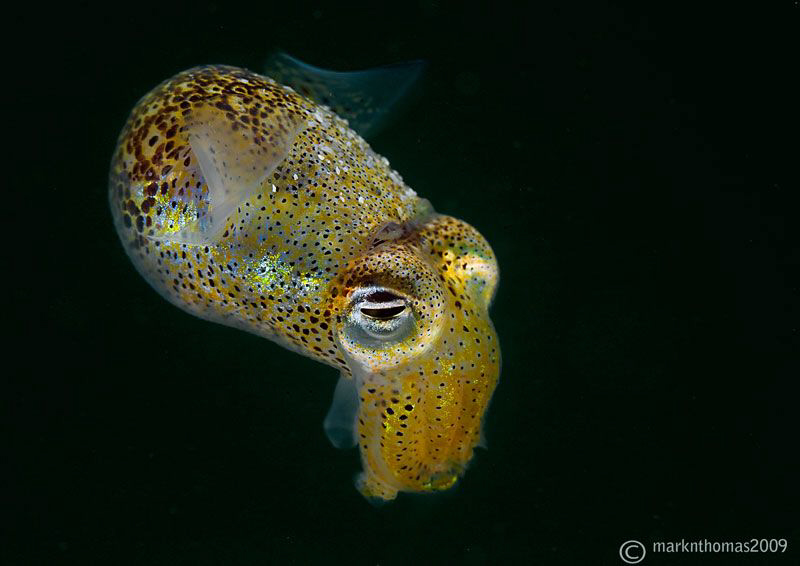 Little Cuttle, Sepiola atlantica,
Connemara.
D3 105mm. by Mark Thomas 