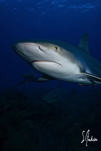 The Reef Sharks had just as much fun circling us as we ha... by Steven Anderson 