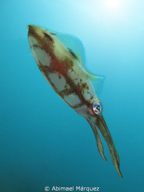 continuing with the squid ... by Abimael Márquez 