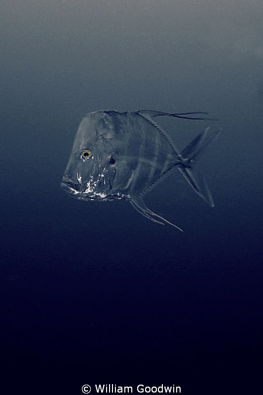 These TWO Lookdowns visited me at 80 fsw in murky water o... by William Goodwin 