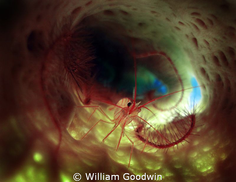 Within a branching vase sponge, lit from outside with a U... by William Goodwin 