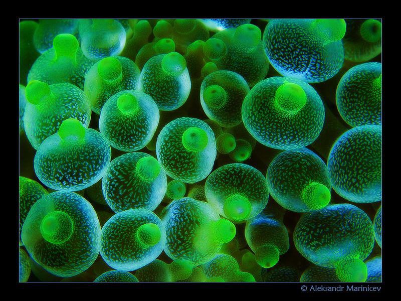 "Berries"
Bulb Anemone by Aleksandr Marinicev 