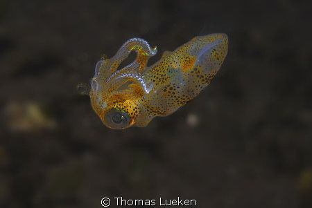 found in Lembeh; D200 by Thomas Lueken 