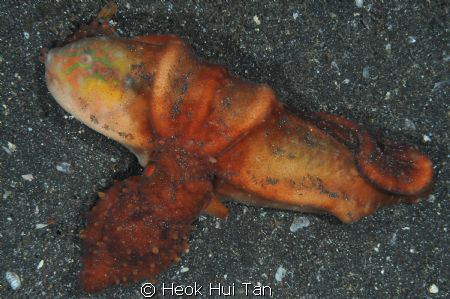 An opportune moment of a red reef octopus with a successf... by Heok Hui Tan 