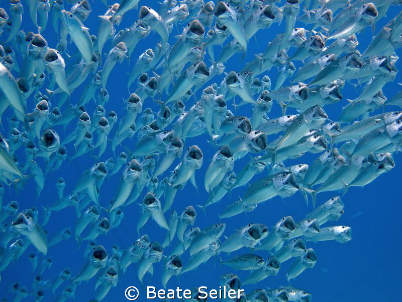 Striped Makerel feeding on plankton , taken at El Quadim ... by Beate Seiler 