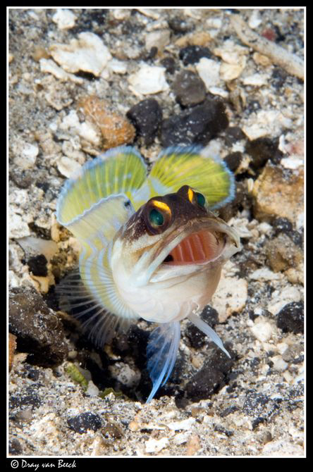 Jawfish by Dray Van Beeck 