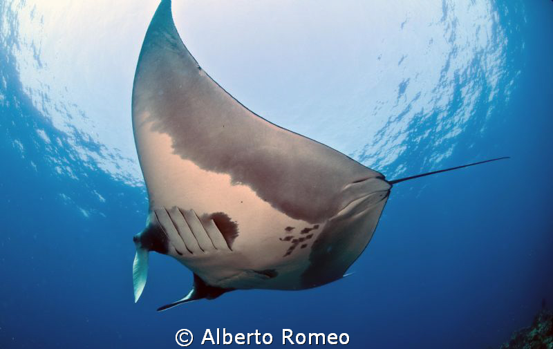 Manta ray (Manta birostris)
Camera Nikon D-90;  Lens Nik... by Alberto Romeo 