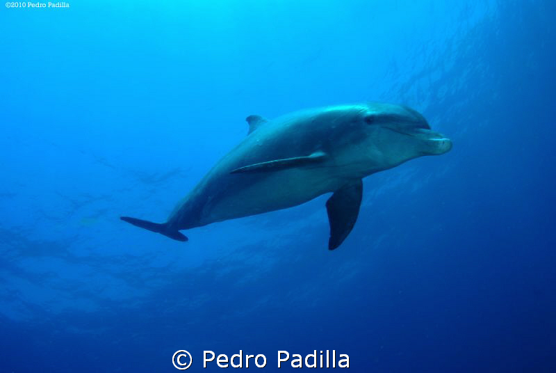 Diving with dolphins.
Nikon D80 15mm lens and 2 ikelite ... by Pedro Padilla 