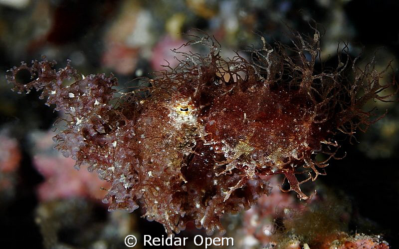 Hairy octopus! by Reidar Opem 