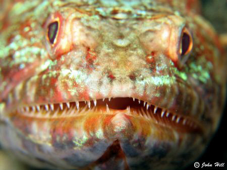 Toothy Grin.  I wanted to fill the shot so crept closer a... by John Hill 