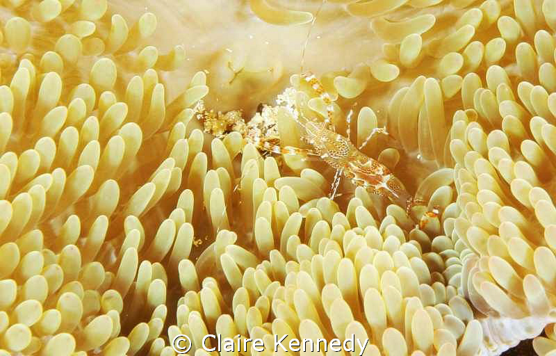 I have never seen this shrimp before this trip to Cozumel... by Claire Kennedy 
