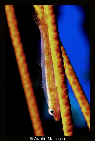 goby on whip coral
sharm el sheikh by Adolfo Maciocco 