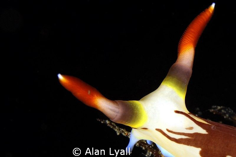 Horns - Nembrotha lineolata by Alan Lyall 