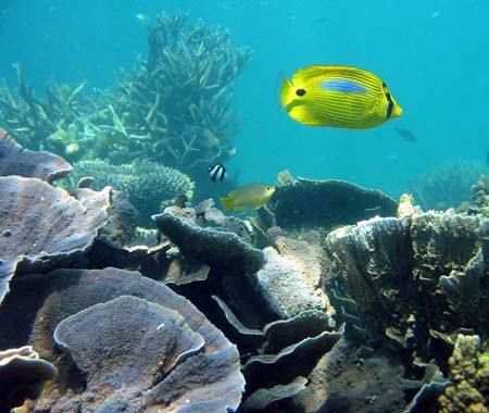 Ningaloo Reef, Western Australia by Penny Murphy 