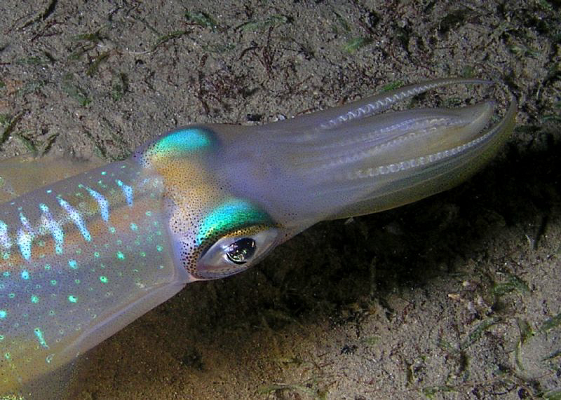 Squid at White Cliffs near Kiz Kalesi, Turkey by Carol Cox 