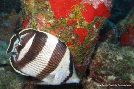 Angel fish by Alex Zeni 