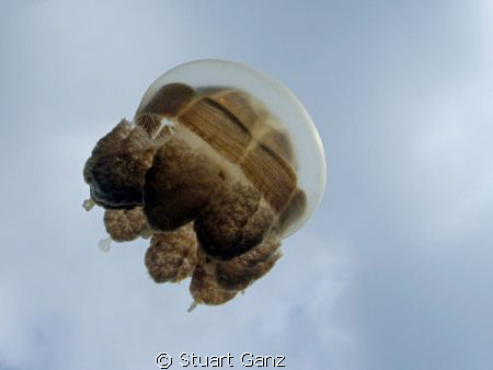 Jelly from jelly fish lake - Palau by Stuart Ganz 