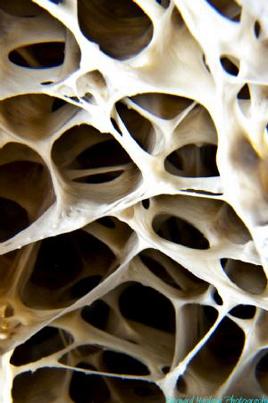 Underwater Beehive..... by Bernard Maglana 