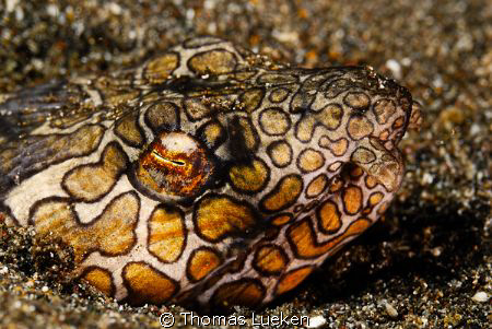 found in Lembeh; D200 by Thomas Lueken 