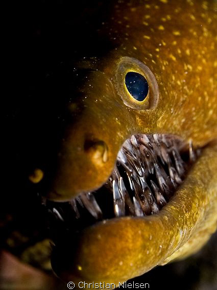 Tiger Moray
Wonder the pain it must be to close that mou... by Christian Nielsen 