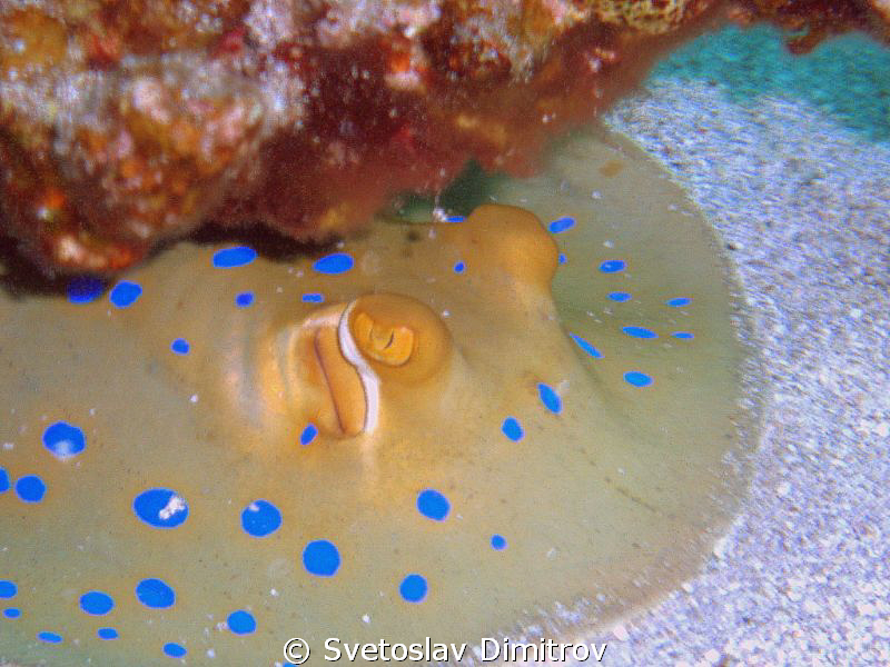 Blue spotted ray at Marsa Alam, Abu Dabab Bay by Svetoslav Dimitrov 