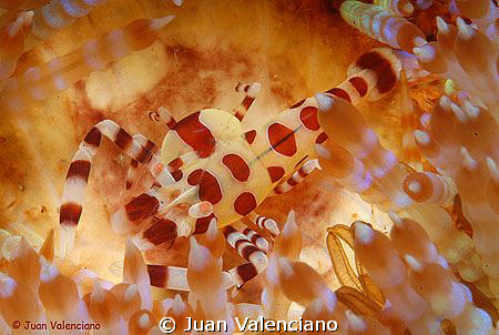 Foto sacada en el estrecho de Lembeh, lugar extraordinari... by Juan Valenciano 