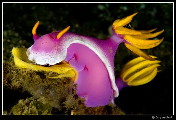 Hypselodoris-apolegma laying eggs. by Dray Van Beeck 