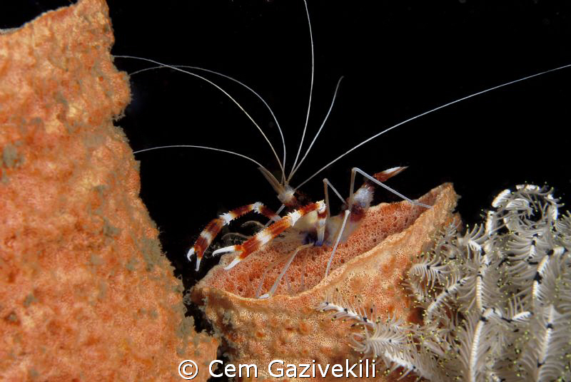 ... by Cem Gazivekili 