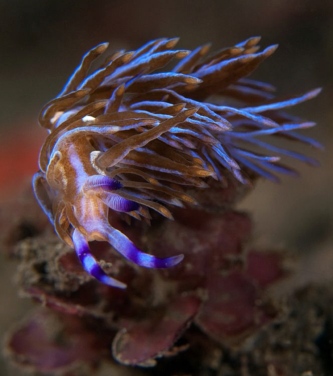 Pteraeolidia ianthina, Kurnell. by Doug Anderson 