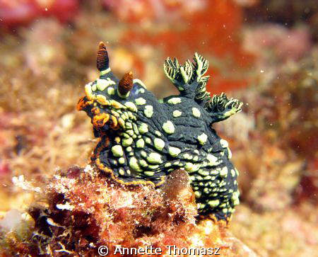 Crumple! by Annette Thomasz 