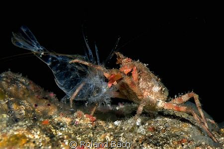 Wrinkled crab vs shrimp. This photo has been realized in ... by Roland Bach 