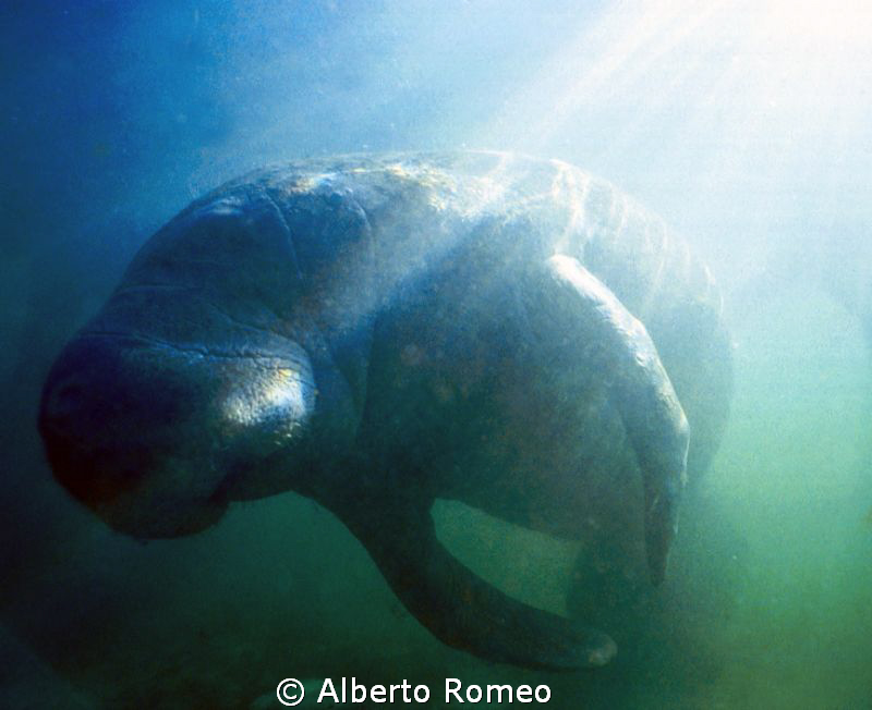 Portrait of a Manatee sun backlight by Alberto Romeo 