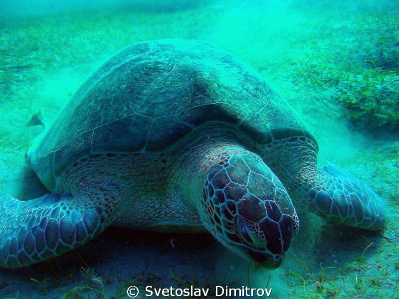 Feeding turtle at Marsa Mubarak, Marsa Alam, Egypt by Svetoslav Dimitrov 
