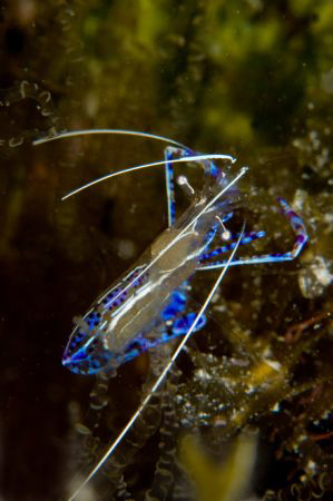 Pederson Shrimp.  105mm VR lens with +2 diopter. by Paul Colley 