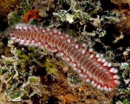 Fire Worm on the Halliburton wreck by Susan Beerman 