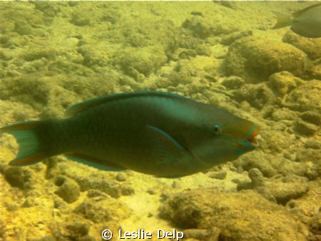 Who took my tooth brush!!
This is from my first dive wit... by Leslie Delp 