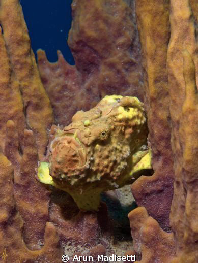 yellow frogfish playing invisible by Arun Madisetti 