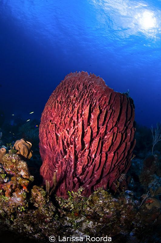 Giant Barrel Sponge in the sun by Larissa Roorda 