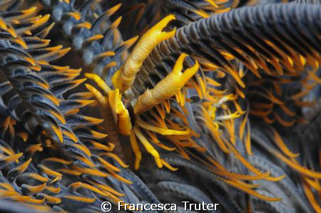 Elegant squat lobster by Francesca Truter 