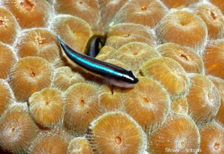 Goby. This photo was shot with a canon 10d. Roatan, Bay I... by Shawn Jackson 