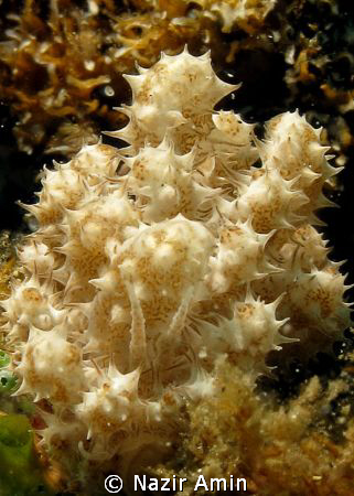 Taken with Canon G10 at lembeh strait. Still try to find ... by Nazir Amin 