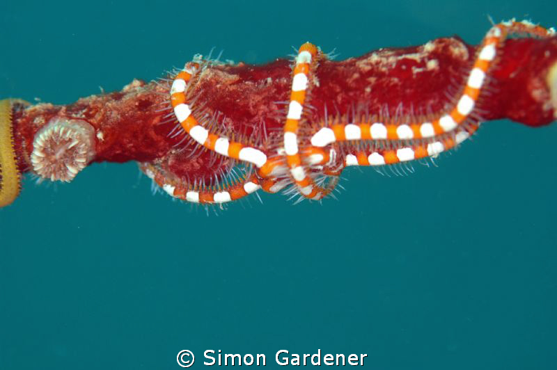 shot with nikon D70s with 105mm macro by Simon Gardener 