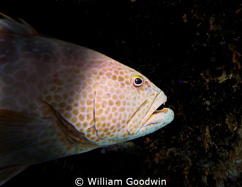 Tiger emerging from the shadows - Cayman Brac, 35 fsw. by William Goodwin 