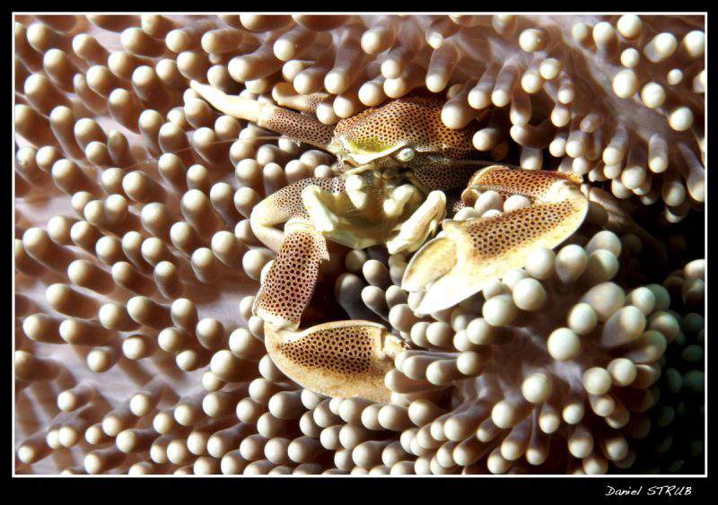 Porceleine crab ... by Daniel Strub 