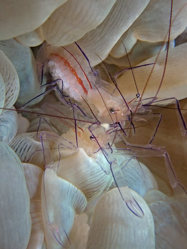"Mating Bubble Coral Shrimps"
On top the female, there y... by Henry Jager 