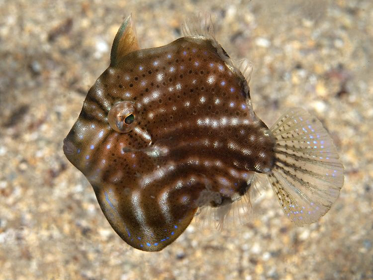 Pygmy Leatherjacket, Kurnell by Doug Anderson 