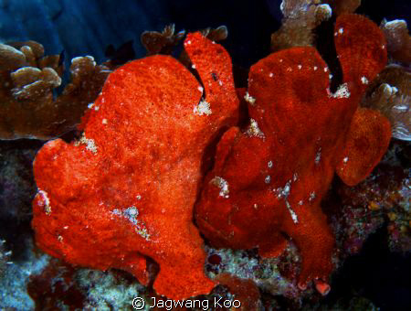 2 frogfishes by Jagwang Koo 