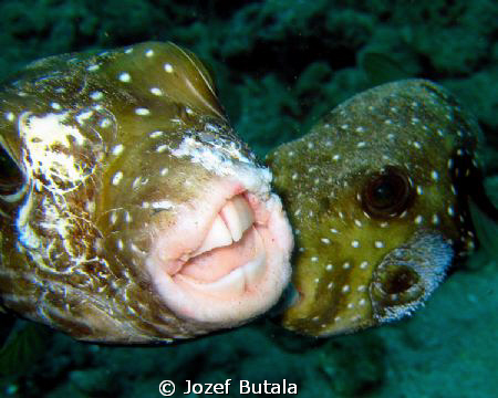 "Fighting Puffers"
Canon SD750,macro mode,Fantasea Nano ... by Jozef Butala 