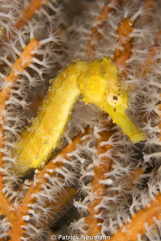 seahorse @ Richilieu Rock by Patrick Neumann 